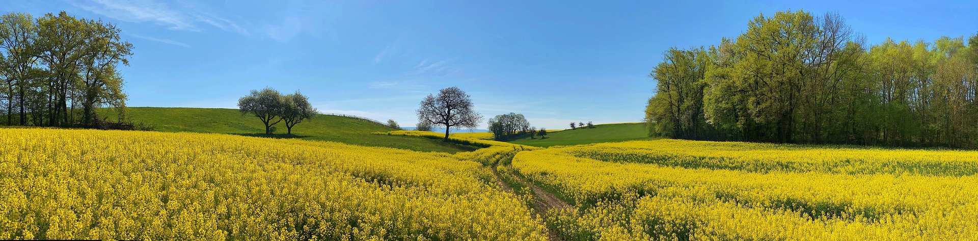 Mehr über den Artikel erfahren 5 Gefahren im Frühling für Hunde