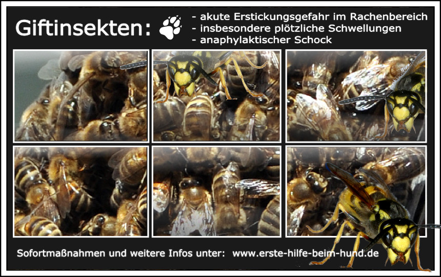 Gefahren von Insektenstichen