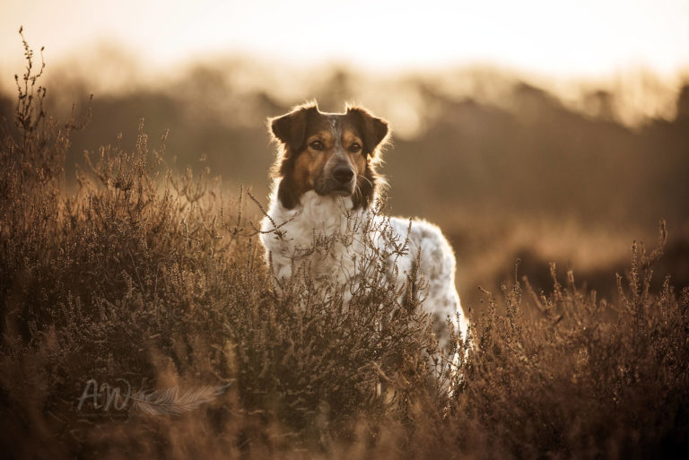 Grace in der HEide